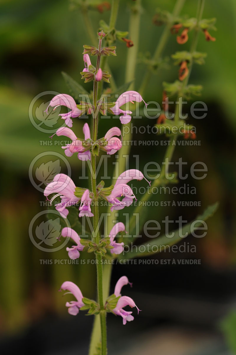Salvia Eveline (Meadow Clary Sage) 1 