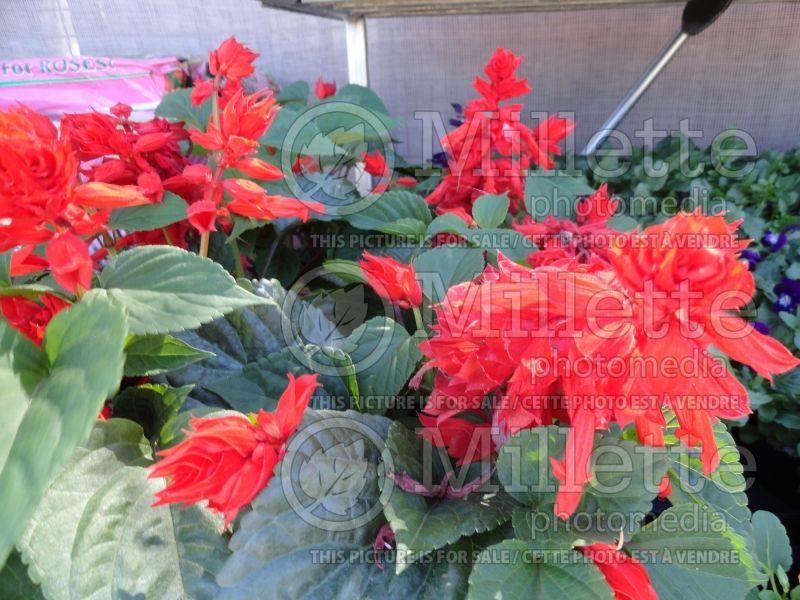 Salvia Sizzler Red (Meadow Clary Sage) 1 