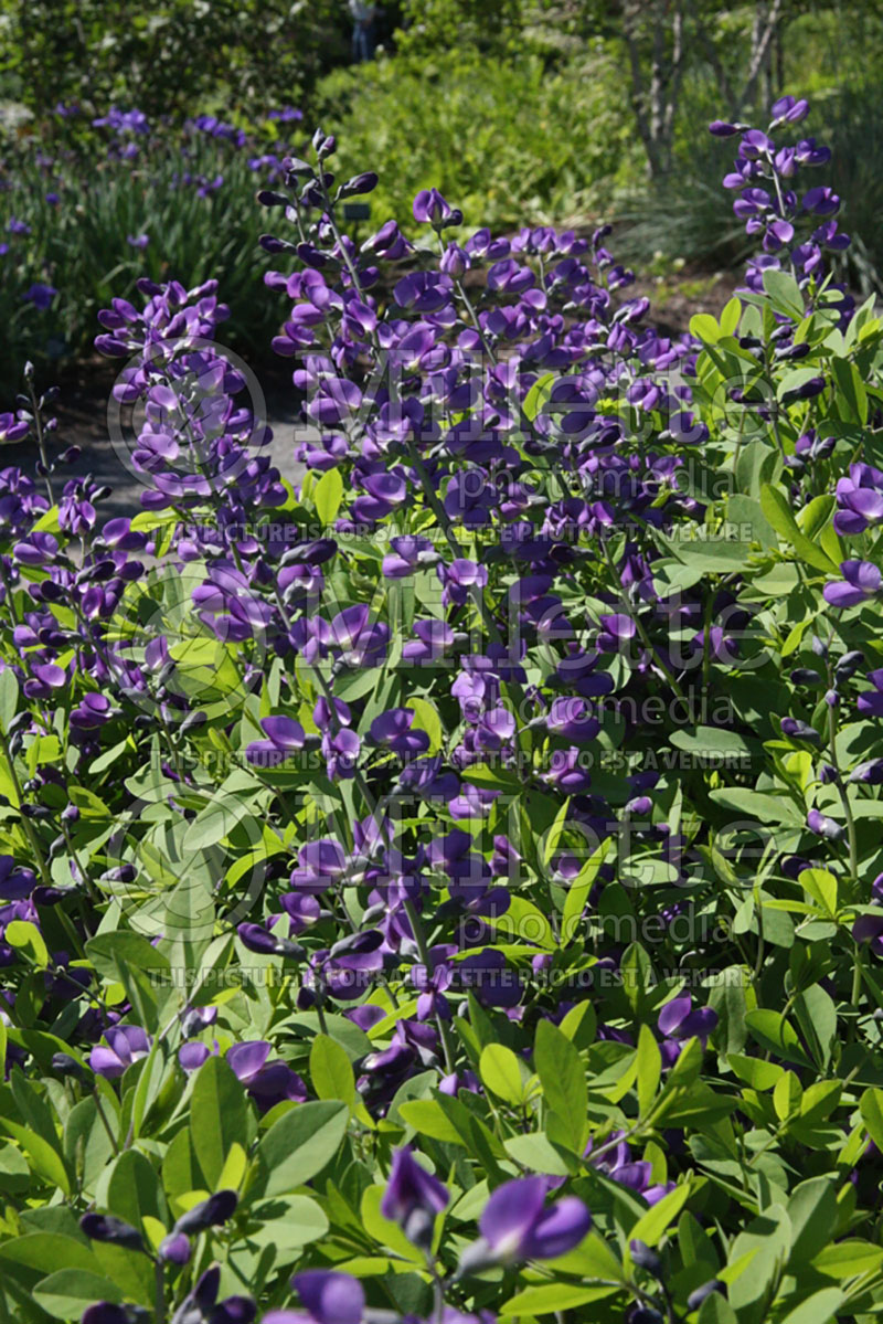 Salvia Purple Rain (Sage) 1 