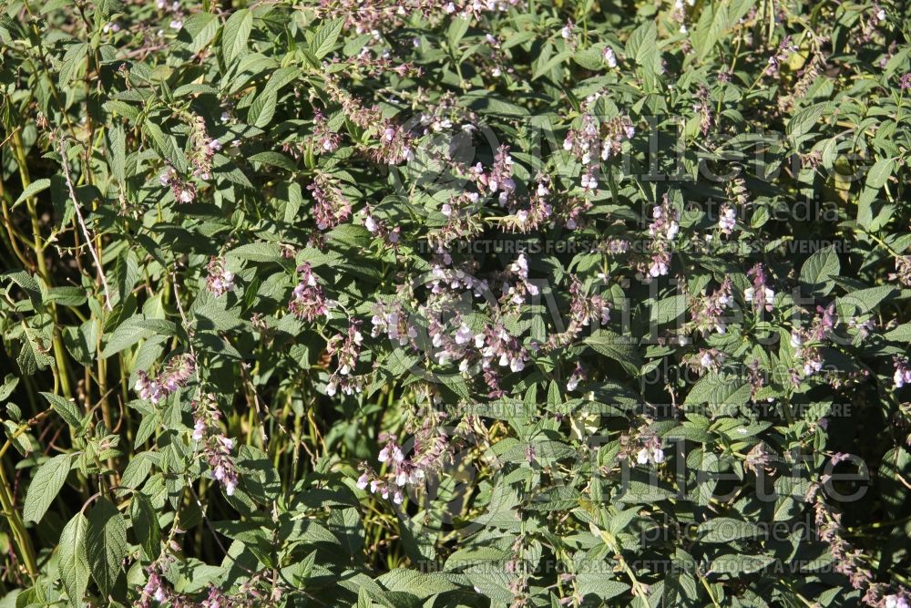 Salvia Waverly (Sage) 1 
