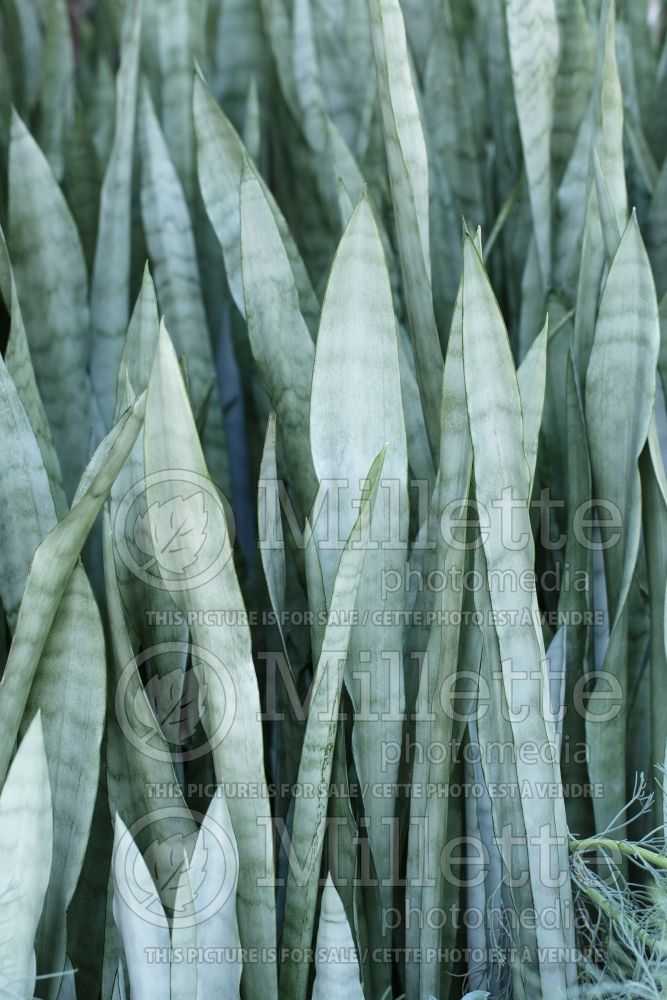 Sansevieria Silver Queen (snake plant) 1