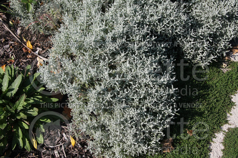 Santolina Nana (Dwarf lavender cotton)  1 