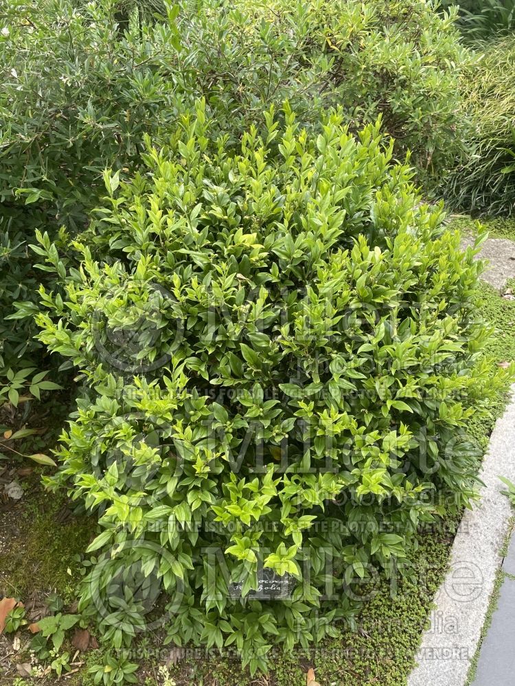 Sarcococca ruscifolia (fragrant sweet box ) 2