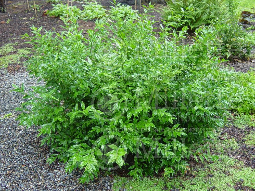 Sarcococca ruscifolia (fragrant sweet box ) 1