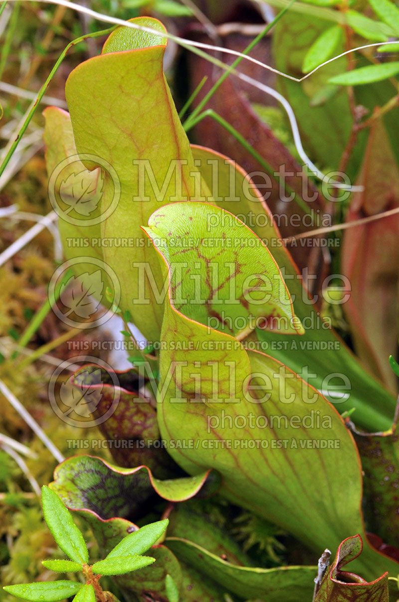 Sarracenia purpurea (Purple pitcher plant)  3
