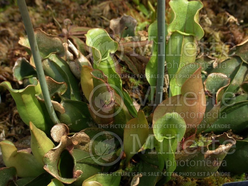 Sarracenia purpurea (Purple pitcher plant)  1