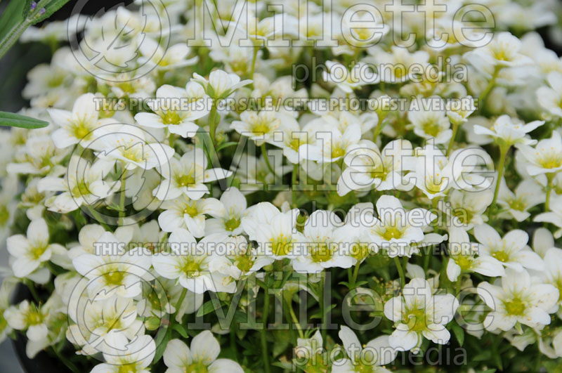 Saxifraga Touran White ou Rockwhite (Saxifrage) 1