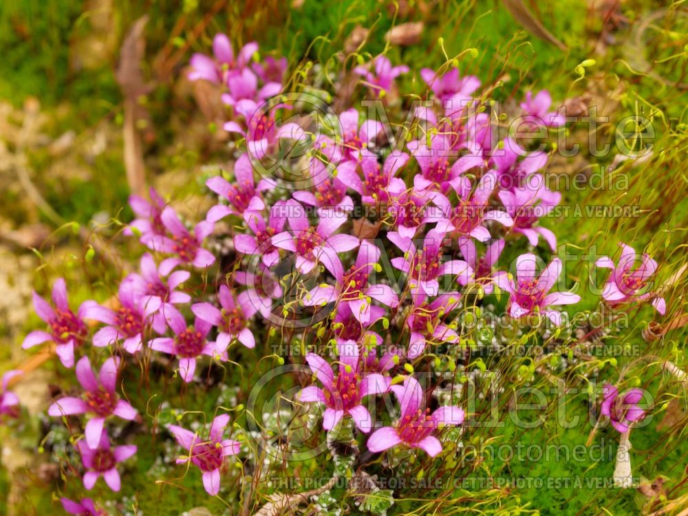 Saxifraga Florisa (Saxifrage) 1