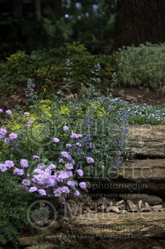 Landscaping with Scabiosa - Nepeta - Sedum and Savory on Stone steps 1