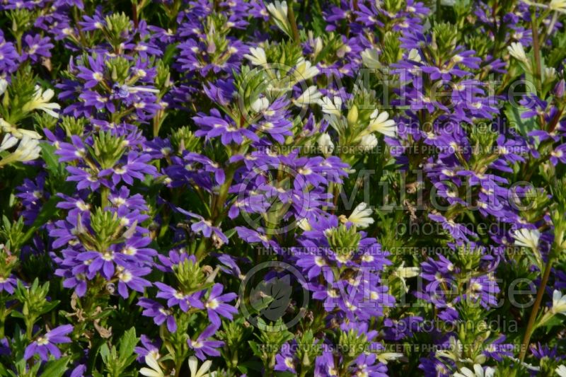 Scaevola Purple Haze (Scaevola Fan Flower) 1  