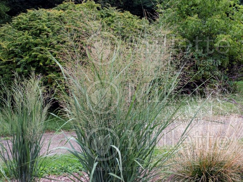 Schizachyrium Carousel (Prairie Beard Grass) 1 