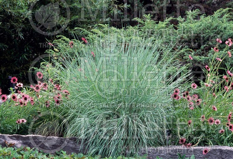 Schizachyrium scoparium and cultivars - 2022 Perennial Plant of the Year.