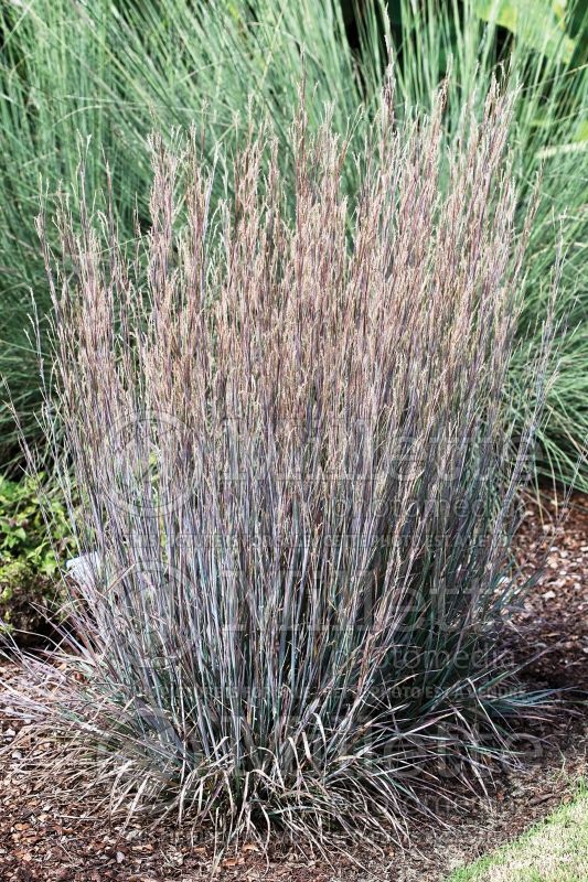 Schizachyrium Standing Ovation (Prairie Beard Grass) 3 