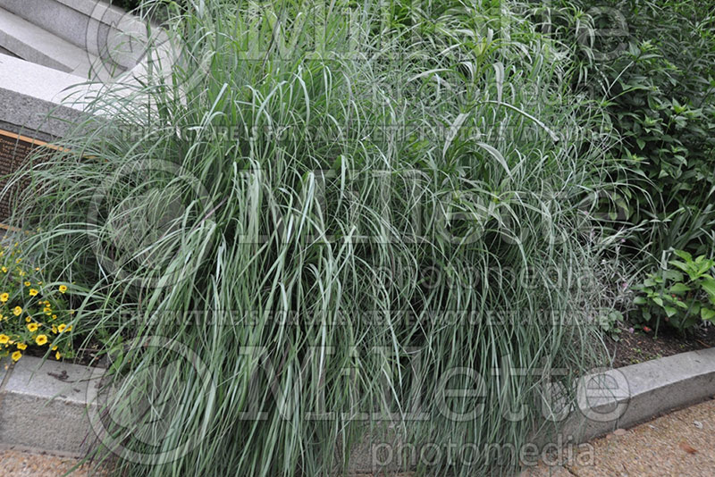 Schizachyrium Little Bluestem (Prairie Beard Grass) 1 
