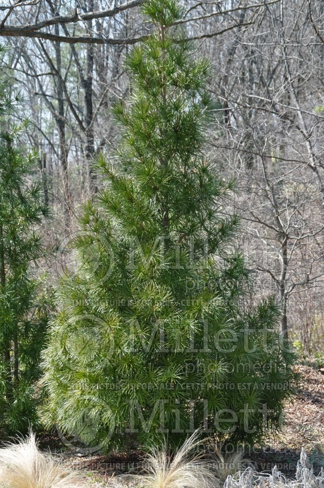 Sciadopitys verticillata (Umbrella Pine conifer) 4