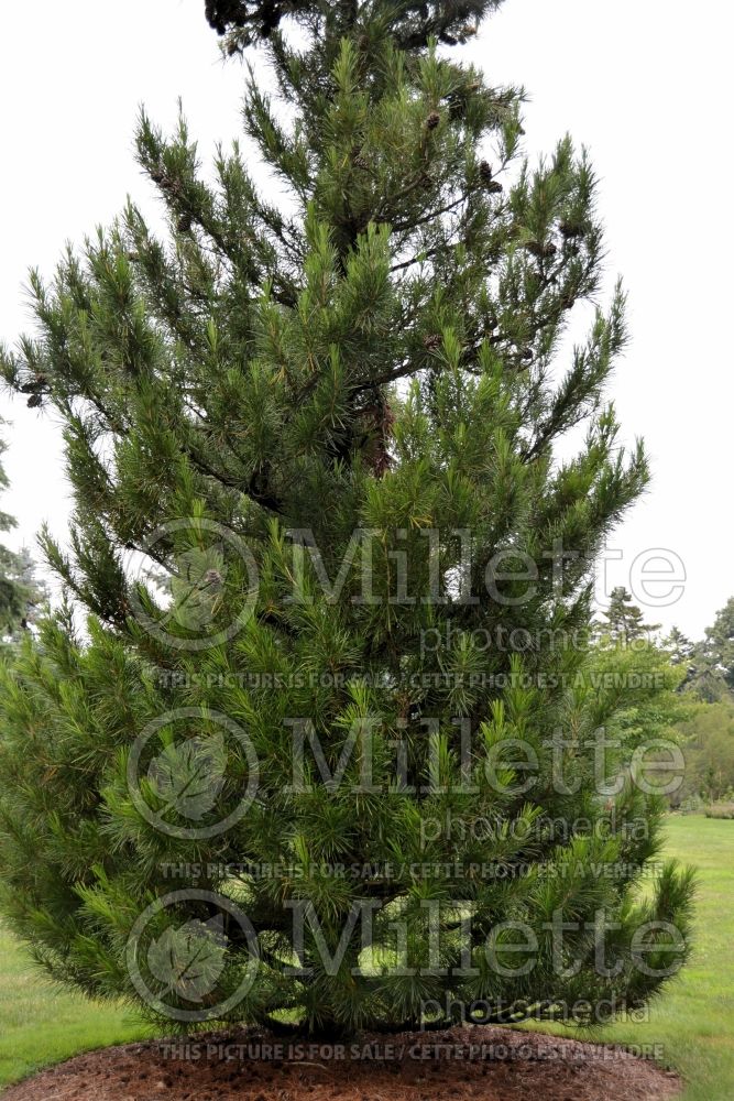 Sciadopitys verticillata (Umbrella Pine conifer) 3