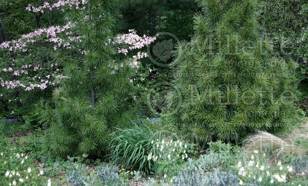 Sciadopitys verticillata (Umbrella Pine conifer) 7
