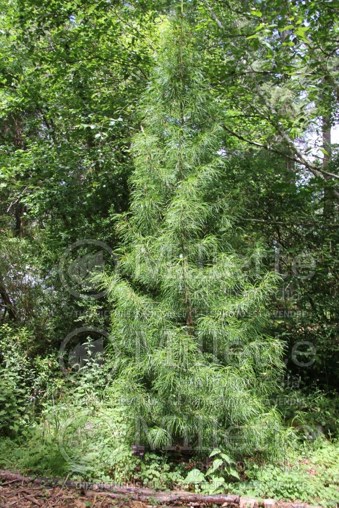 Sciadopitys verticillata (Umbrella Pine conifer) 5