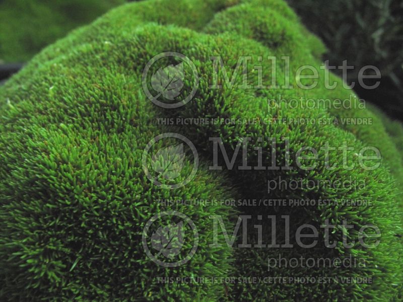 Scleranthus biflorus (Moss) 1 