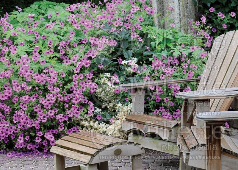 Provide a seating area in the garden - bench (Garden accents and garden designs) 20  