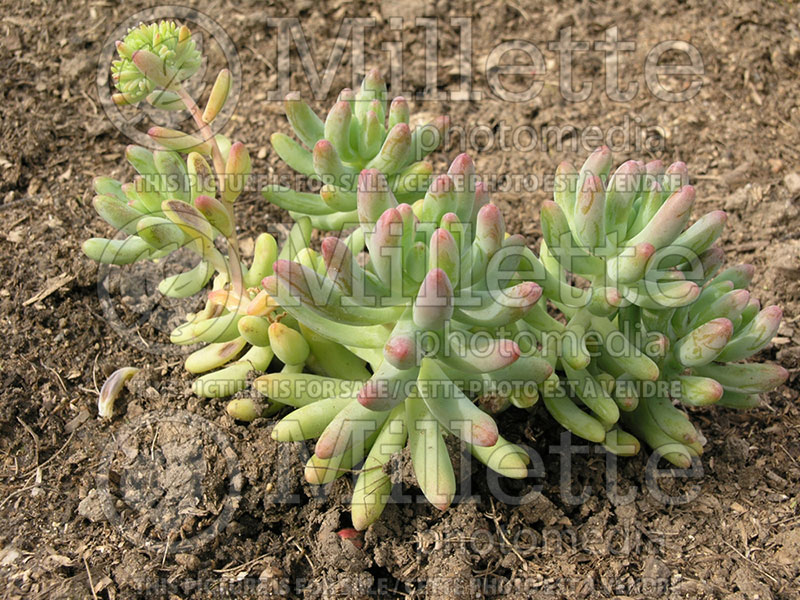 Sedum pachyphyllum (Stonecrop) 1 
