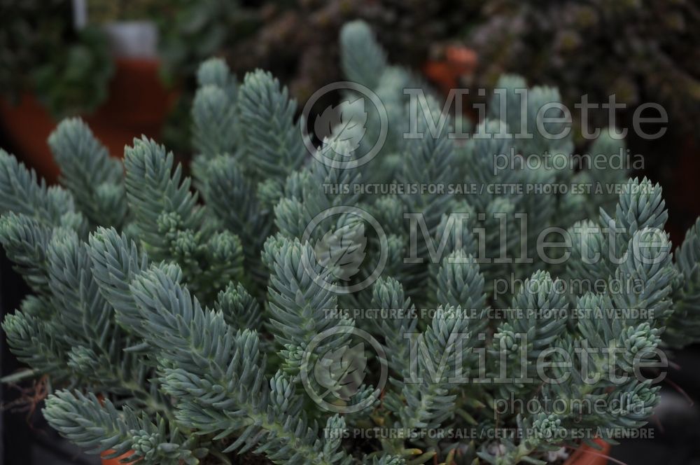 Sedum Blue Spruce (Stonecrop) 3 