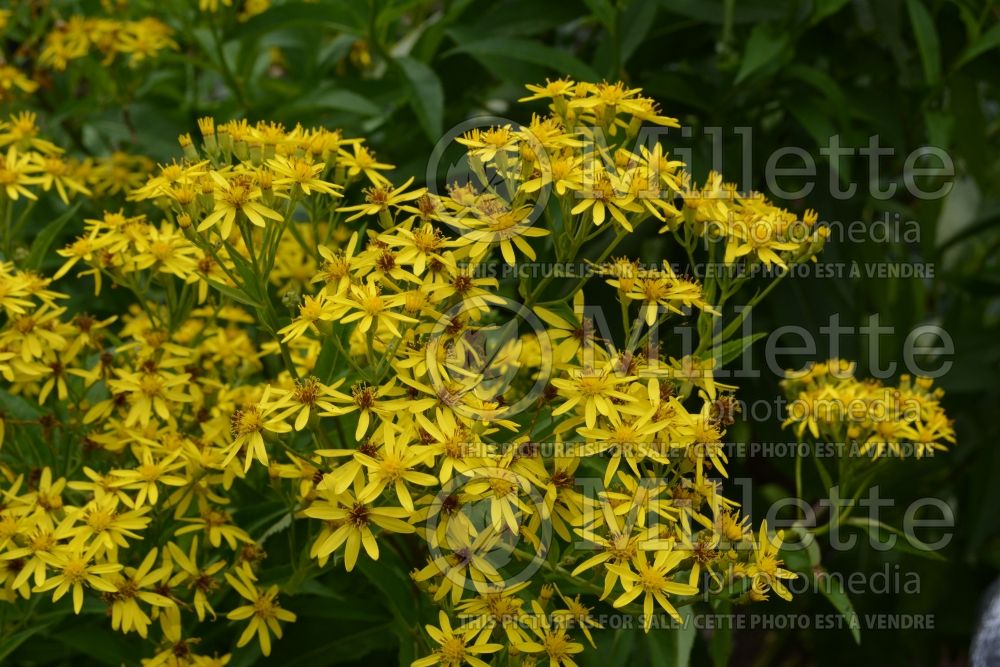 Senecio doria (golden ragwort) 3