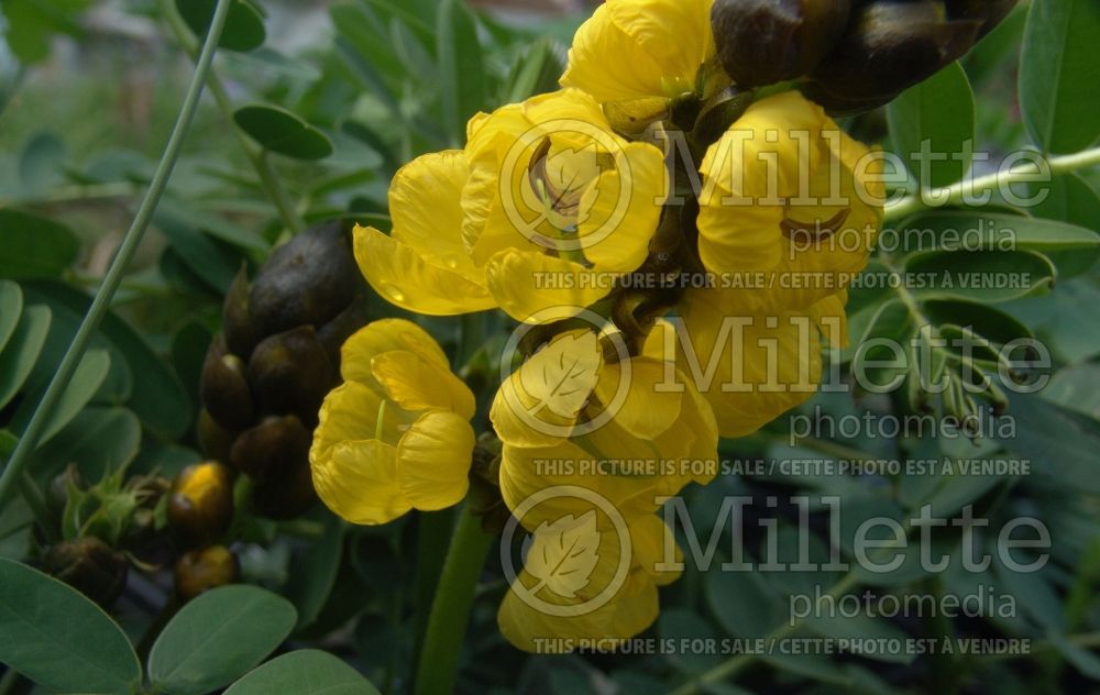 Senna didymobotrya (African senna, popcorn senna, candelabra tree, and peanut butter cassia) 1  