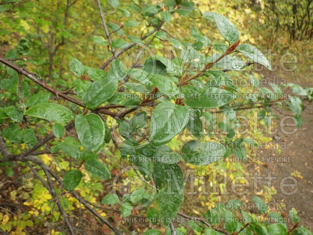 Shepherdia canadensis (Canada buffaloberry) 1