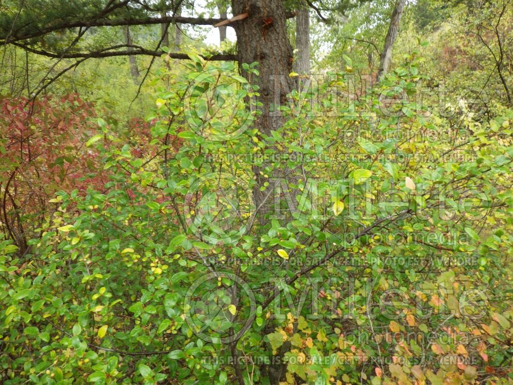 Shepherdia canadensis (Canada buffaloberry) 3