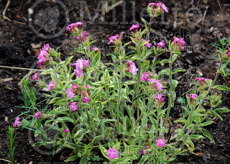 Silene Clifford Moore (Campion catchfly) 1 