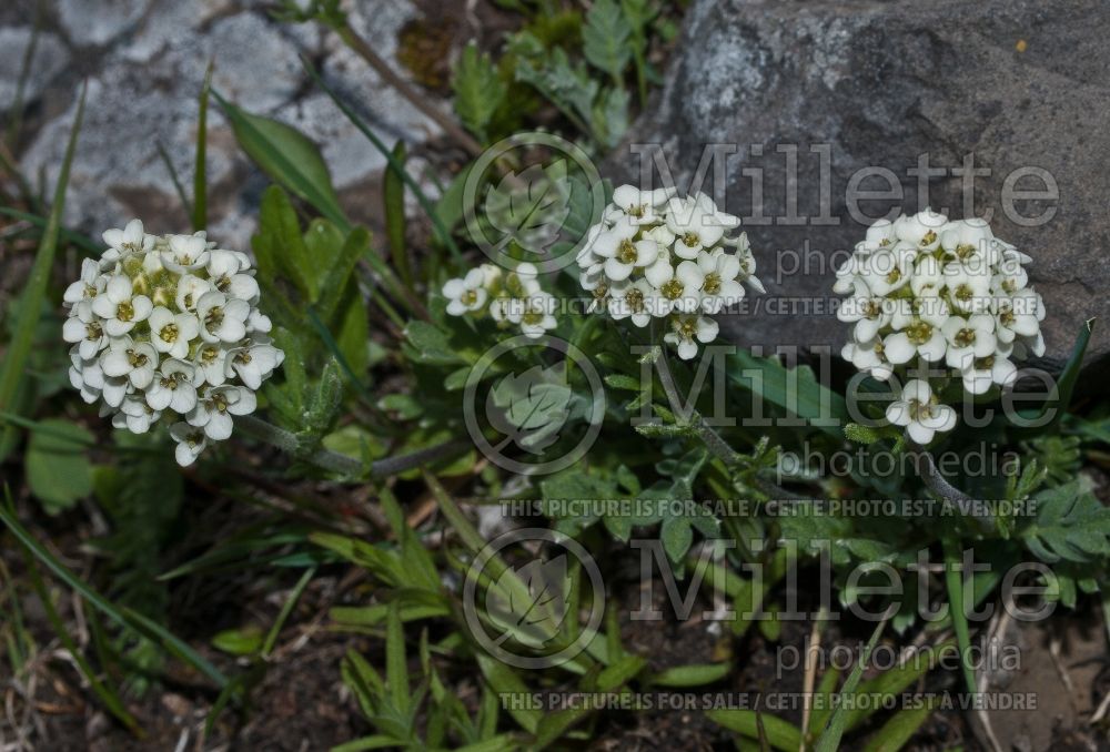 Smelowskia calycina (alpine smelowskia) 1