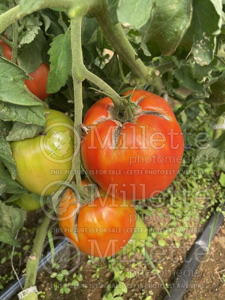 Solanum Amish Paste (Tomato vegetable - tomate) 4