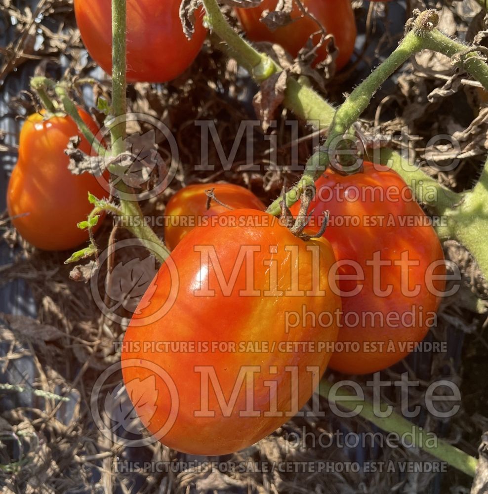 Solanum Aunt Mary's Paste (Tomato vegetable - tomate) 2