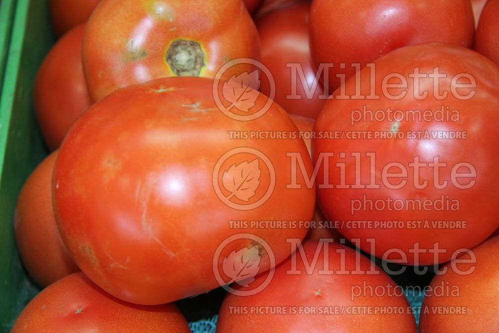 Solanum Beefsteak (Tomato vegetable - tomate) 4  