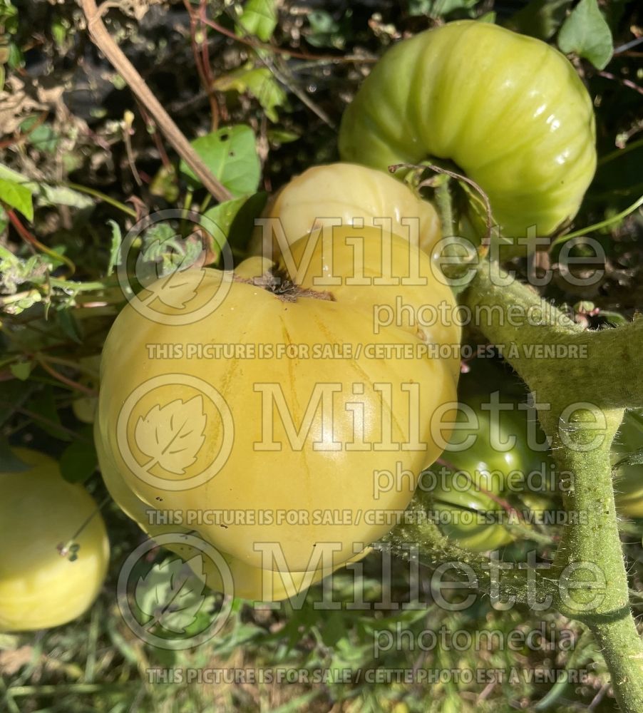 Solanum Blanche Halfmoon China (Tomato vegetable - tomate) 1  