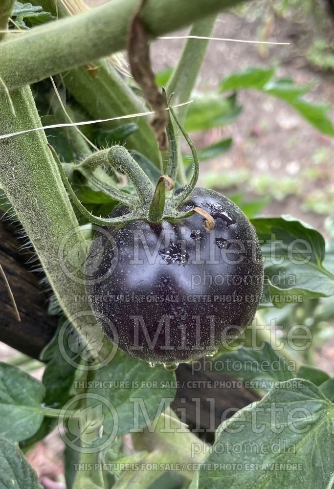 Solanum Blue Streaks (Tomato vegetable - tomate) 2 
