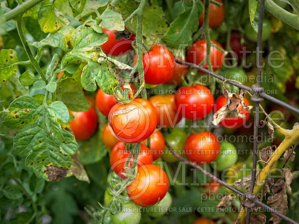 Solanum Gardener’s Delight (Tomato vegetable - tomate) 1