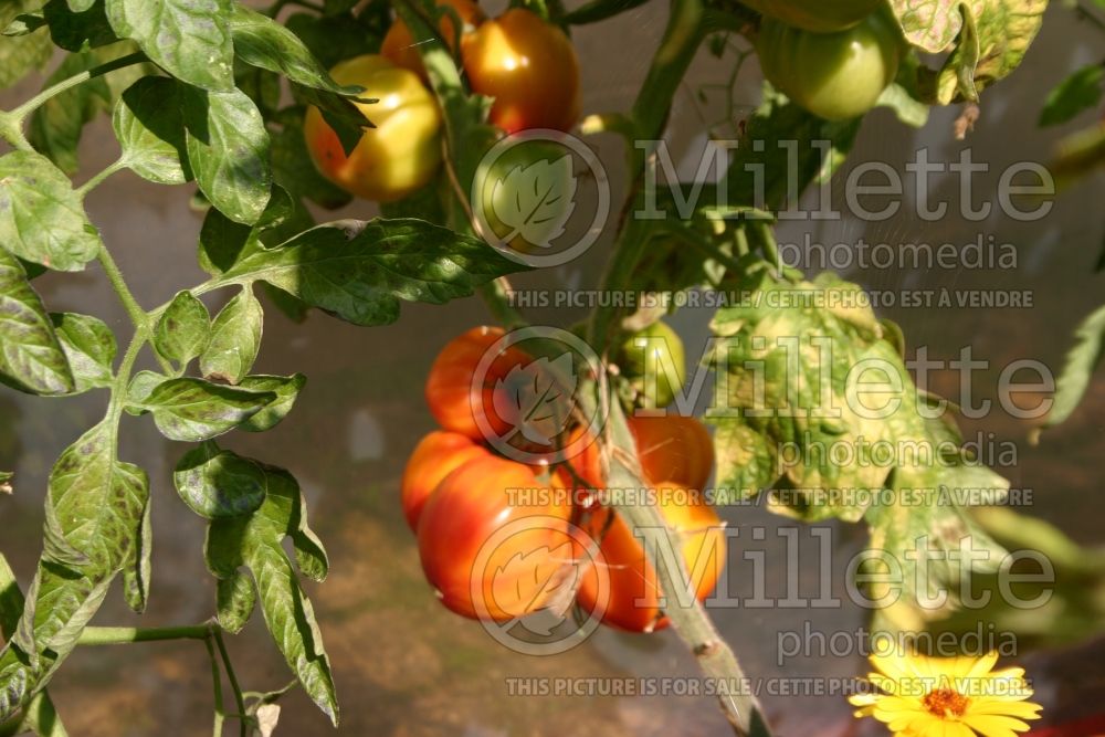 Solanum German Gold (Tomato vegetable - tomate) 1