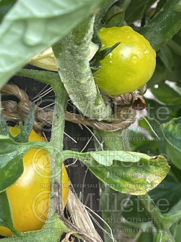 Solanum Gold Nugget (Tomato vegetable - tomate) 2 