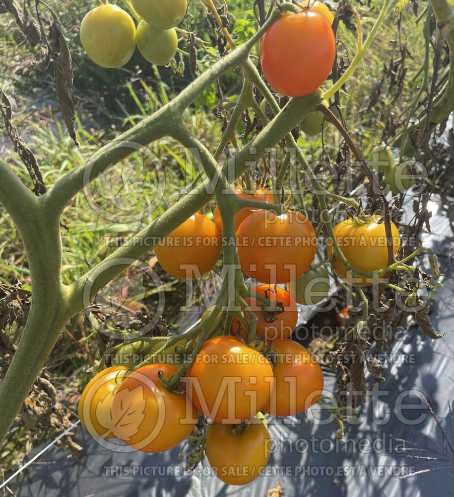 Solanum Jaune Flammée (Tomato vegetable - tomate) 4  