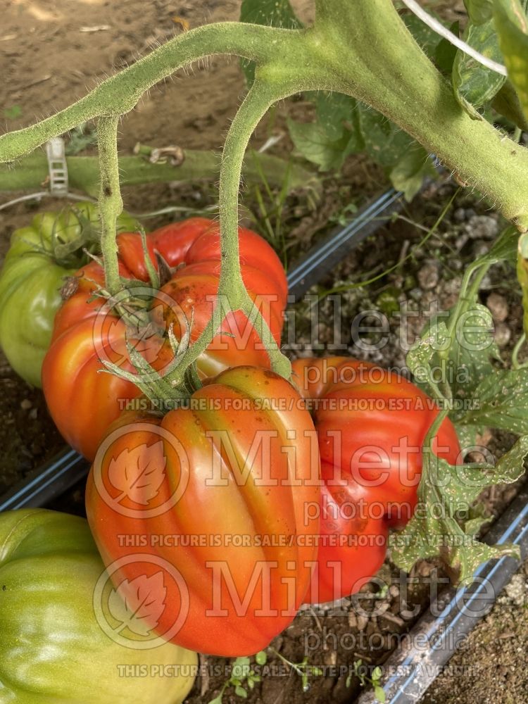 Solanum La Pasquale (Tomato vegetable - tomate) 2