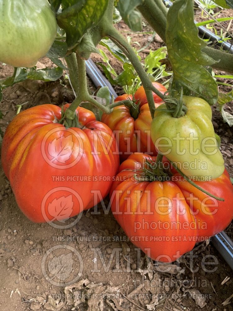 Solanum La Pasquale (Tomato vegetable - tomate) 3