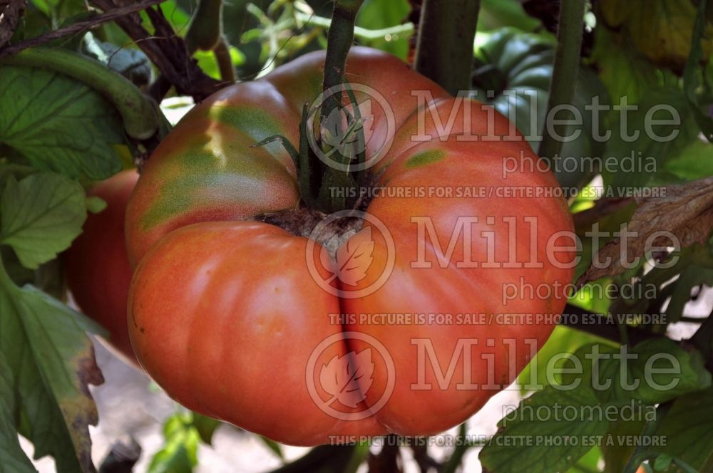 Solanum Mortgage Lifter (Tomato vegetable - tomate) 1