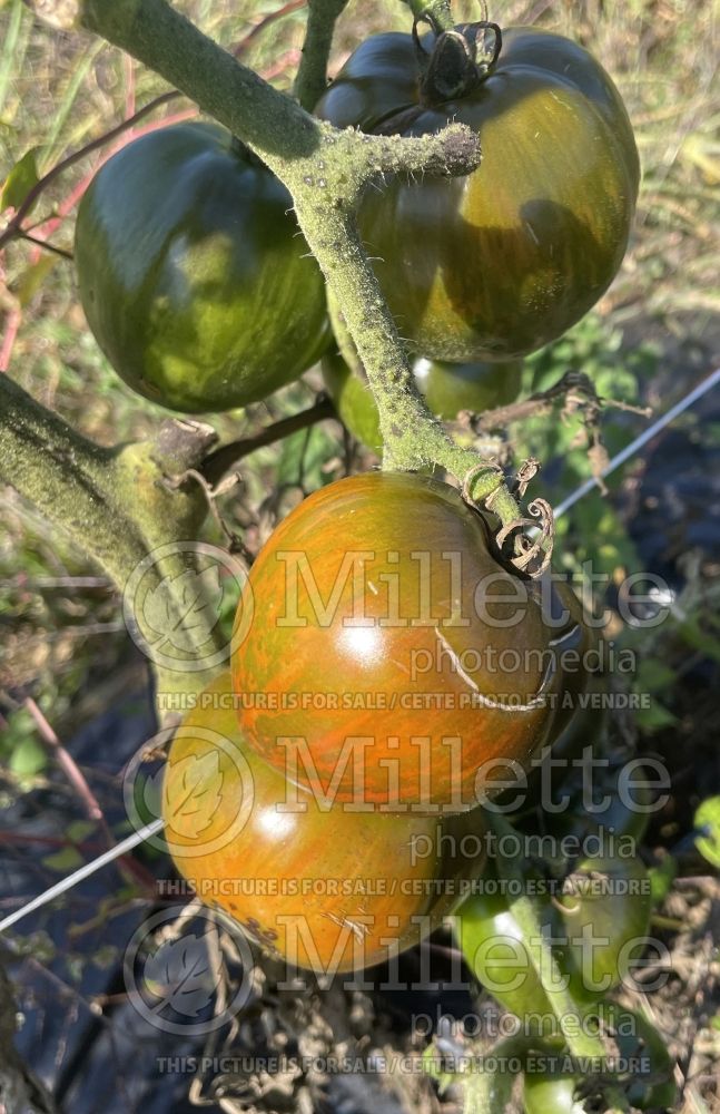 Solanum Noire de Crimee aka Black Krim (Tomato vegetable – tomate) 11 