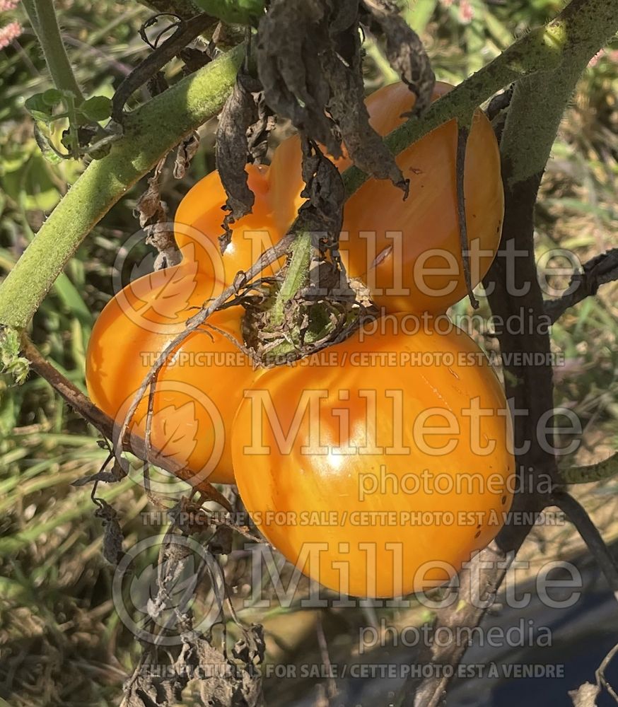 Solanum Orange Jazz (Tomato vegetable - tomate) 3