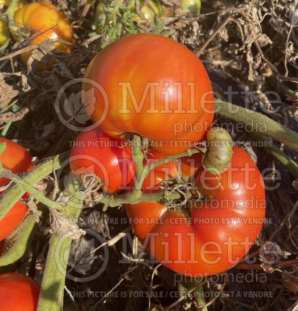 Solanum Plourde (Tomato vegetable - tomate) 1  