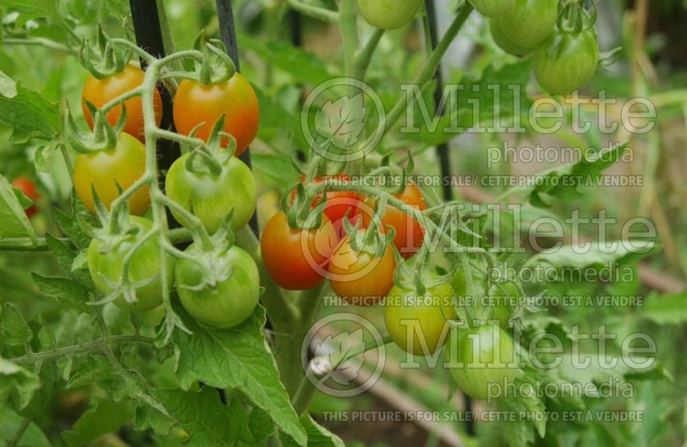 Solanum Principe Borghese (Tomato vegetable - tomate) 1