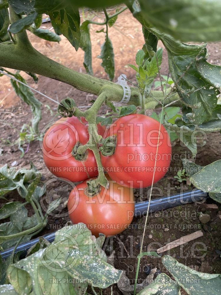 Solanum Rose Aimée (Tomato vegetable - tomate) 1