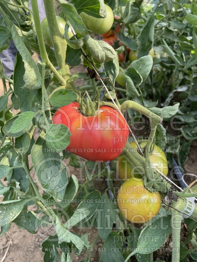 Solanum Dufresne aka Savignac (Tomato vegetable - tomate) 3 